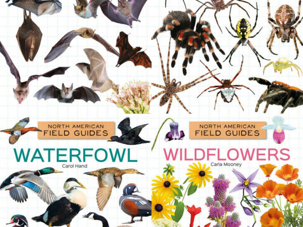 North American Field Guide #2