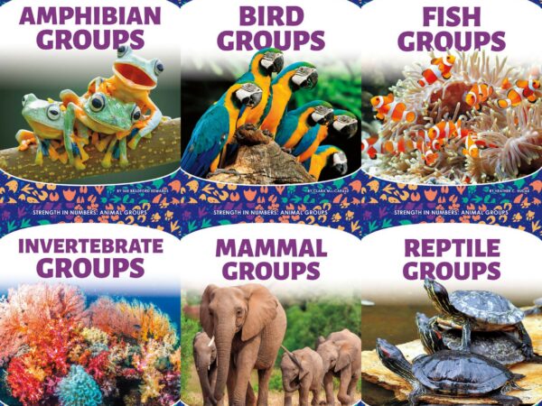 Strength in Numbers Animal Groups