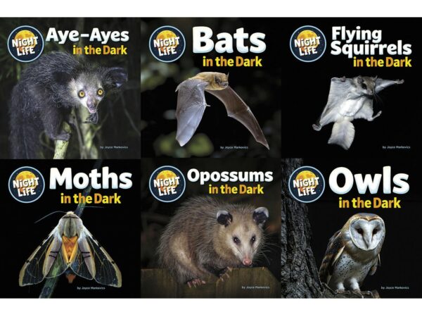 Animals After Dark